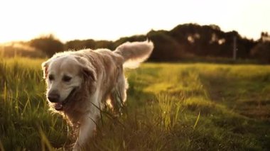 Gün batımında, akşam rutininin bir parçası olarak tarlada yürüyen sevimli, altın av köpeği.