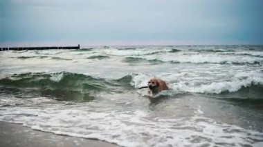 Mutlu, tapılası Golden Retriever kumsalda oynuyor. Köpek bir sopayla yüzer ve koşar