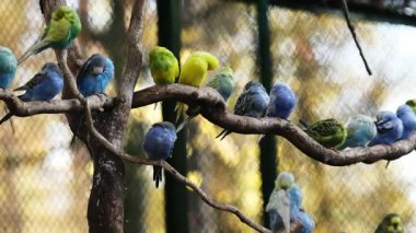 Renkli Budgerigar Sürüsü Bir Dalda Oturuyor, Tüyleri Temizliyor