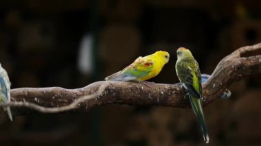 Renkli Rosella Papağanları Bir Dalda Oynuyor