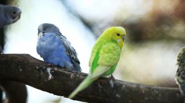 Budgerigar Sürüsü Yeşil ve Sarı Renkli Bir Dalda Oturuyor