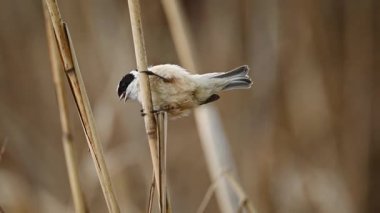 Küçük kuş Remiz, geçmişi bulanık bir şekilde Reed 'in üzerinde oturuyor.