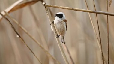 Küçük kuş Remiz, geçmişi bulanık bir şekilde Reed 'in üzerinde oturuyor.