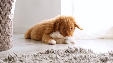 Sevimli kırmızı köpek içeride bir oyuncakla oynuyor.