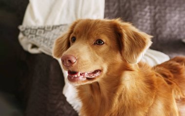 Evdeki sevimli av köpeği portresi.