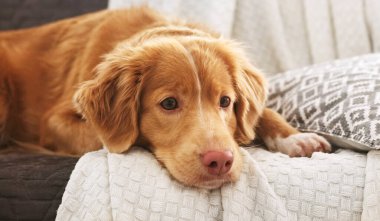 Evdeki kanepede uzanan sevimli av köpeği portresi.