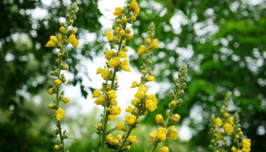 Verbascum Olimpiyatlarının Sarı Çiçekleri Yakından Çiçek Açıyor