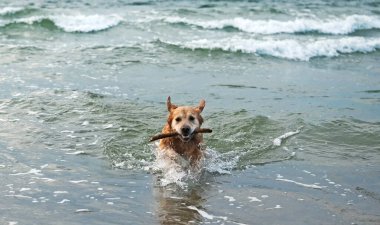 Mutlu, tapılası Golden Retriever kumsalda oynuyor. Köpek Bir Sopa Yüzüyor