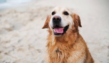 Mutlu, tapılası altın av köpeği kumsalda oynar ve şirin bir portre için poz verir.