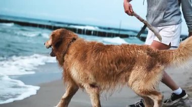Yavaş çekimde altın av köpeğine değnek fırlatan bir kız.