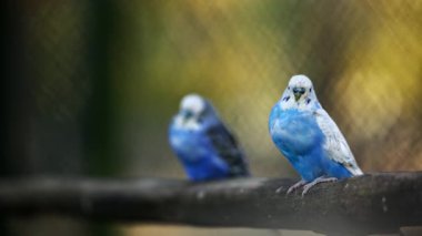 İki Mavi Papağan Bir Dalda Oturuyor