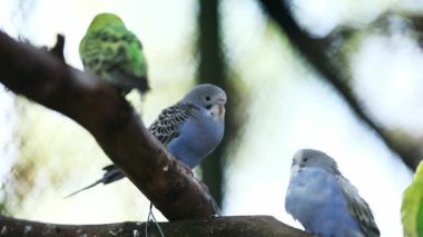Hayvanat bahçesindeki bir şubede oturan papağan sürüsü.