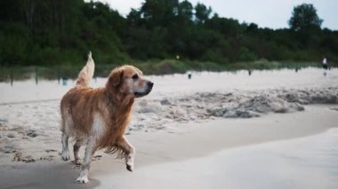 Golden Retriever bir sopa için koşuyor ve yavaşça denizde yüzüyor.