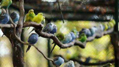 Sıraya dizilmiş bir dalda oturan renkli muhabbet kuşları sürüsü