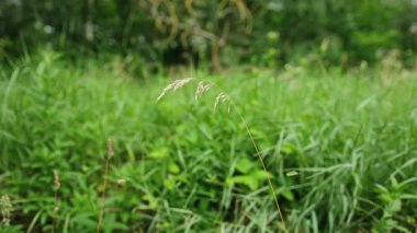 Sıcak bir günde Çayırdaki Yeşil Çimen
