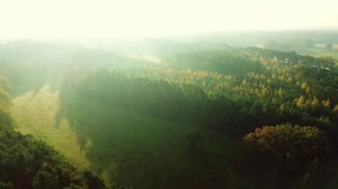 Sabahın köründe çayır ve orman. Yüksekten gelen sis. Sabahın muhteşem doğasının insansız hava aracı görüntüsü.