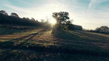 Morning Meadow Trees: Doğada Uçan Fpv İnsansız Hava Aracı