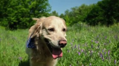 Sevimli Golden Retriever Açık havada Yaz Çimeni 'nde koşar