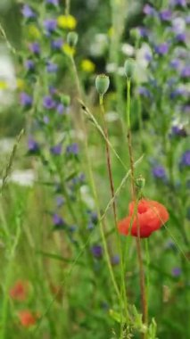 Kırmızılı gelincik çiçekleri çimenli çayırlarda açarlar yaz gününde
