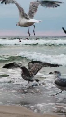 Baltık Denizi 'nin dalgaları üzerinde uçan martılar, kanat çırpan yavaş hareketler.
