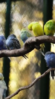 Sıraya dizilmiş, dikey videolu bir şubede oturan renkli Budgerigars sürüsü