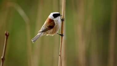 Küçük kuş Remiz bir Reed 'in üstüne oturur ve şarkı söyler