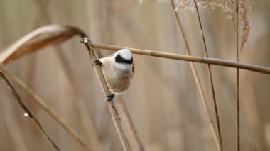 Küçük kuş Remiz bir Reed 'in üstüne oturur ve şarkı söyler