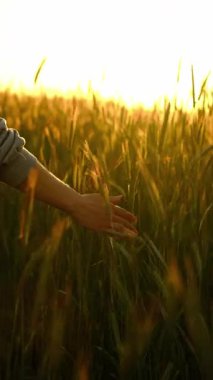 Gün batımında Kız Sahada Büyüyen Buğday Sapıklarına Dokunuyor, Dikey Video