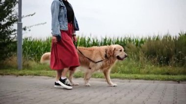 Günlük sabah rutininin bir parçası olarak tasmalı altın av köpeğini gezdiren bir kız.