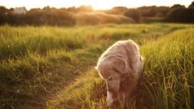 Golden Retriever Sunset 'te açık havada oynuyor.