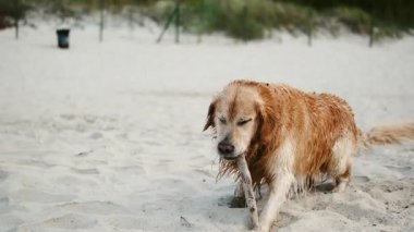 Tatlı, ıslak Golden Retriever Dog kumsalda sopayla yavaş çekimde oynuyor.