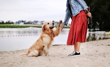 Kadın sahibi Golden Retriever 'a pençe atmayı öğretiyor. 