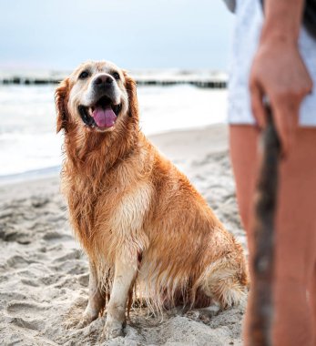 Kız, kumsalda sevimli altın av köpeğiyle oynuyor.