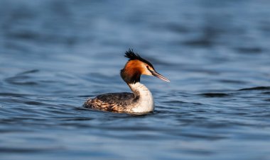 Büyük İbikli Yunus Gölü Pürüzsüzce geçiyor