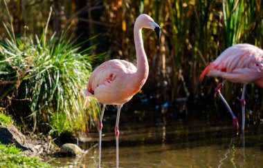 Pembe Flamingo suda kalır ve etrafa bakar.