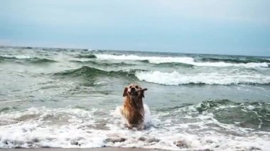 Kumsalda ağır çekimde tuzlu suda koşan mutlu av köpekleri.