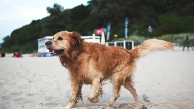 Golden Retriever kumsalda yüzdükten sonra mutlu bir şekilde koşuyor.