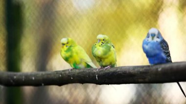 Budgerigar Sürüsü Bir Dalda Oturuyor