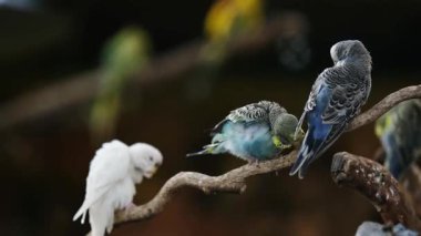 Bir bankta oturan ve tüyleri temizleyen renkli papağan sürüsü.