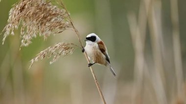 Küçük kuş Remiz bir Reed 'in üstüne oturur ve şarkı söyler