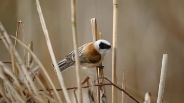 Küçük kuş Remiz, geçmişi bulanık bir şekilde Reed 'in üzerinde oturuyor.