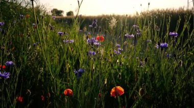 Çiçekleri, çiçekleri ve günbatımında gelincikleri olan yaz çimi tarlası.