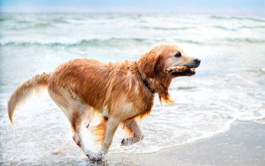 Mutlu Golden Retriever Köpeği, kumsalda ağzında bir sopayla koşuyor.