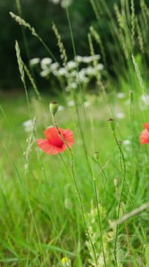 Kırmızılı gelincik çiçekleri çimenli çayırlarda açarlar yaz gününde