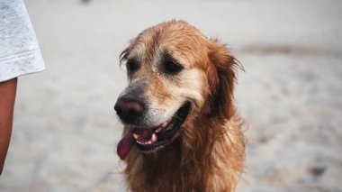 Golden Retriever Dog Yavaş Çekimde