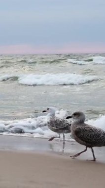 Martılar Baltık Denizi 'nin kumsalında ağır ağır yürüyor.