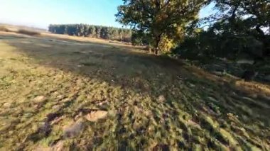 Sinematik Fpv İnsansız Hava Aracı Yaz Çayırı Üzerinde Uçuyor