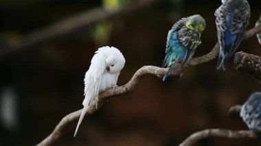 Beyaz ve Mavi, Temiz Tüyler dahil renkli küçük papağan sürüsü.