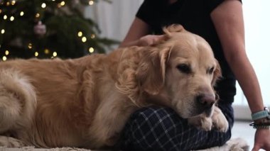 Bir Kız Yerde Sevimli Altın Bir Köpeği Seviyor