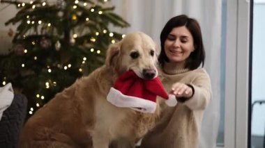 Mutlu Altın Avcı Köpeği Noel 'de Noel Baba Şapkası ile Oynuyor
